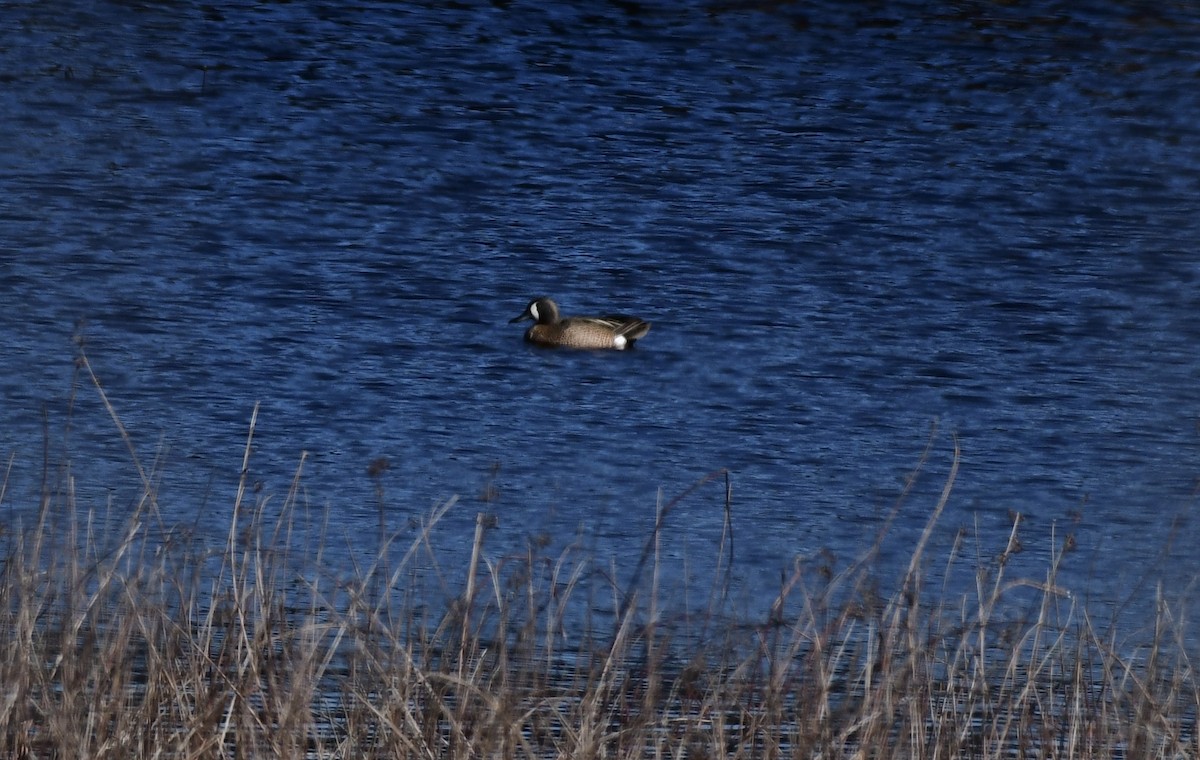 Blue-winged Teal - ML552680601