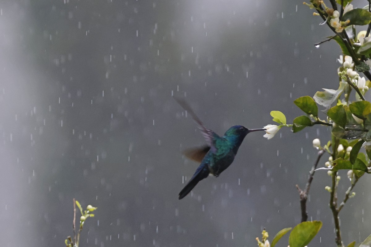 Blue-headed Hummingbird - Larry Therrien