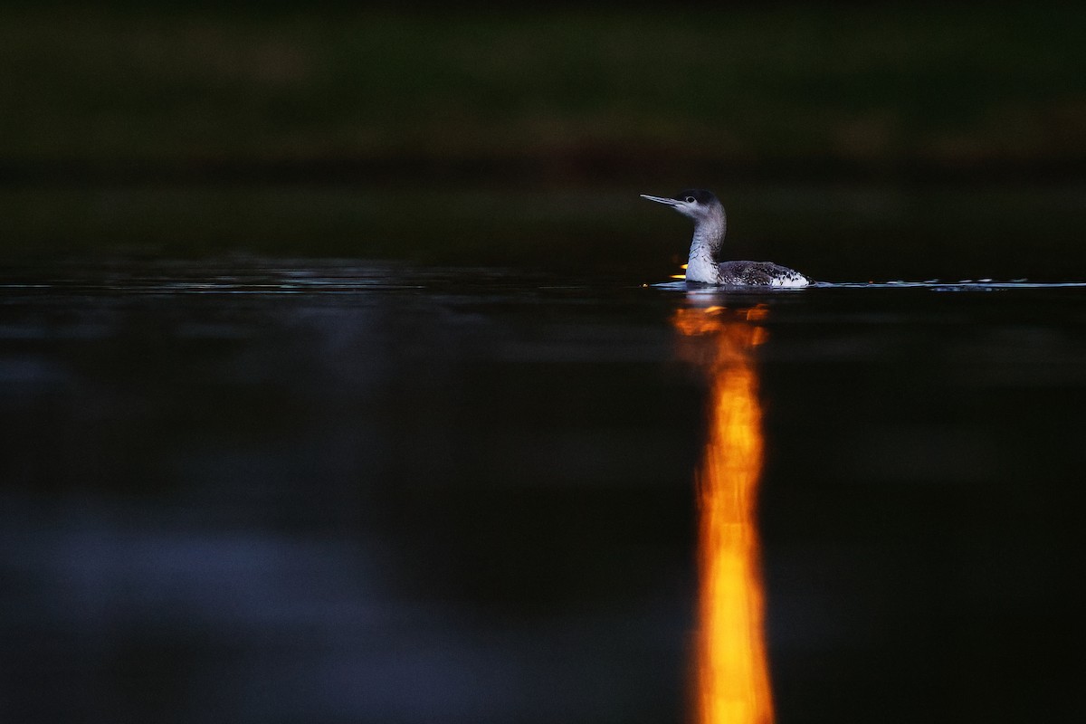 Red-throated Loon - ML552682081