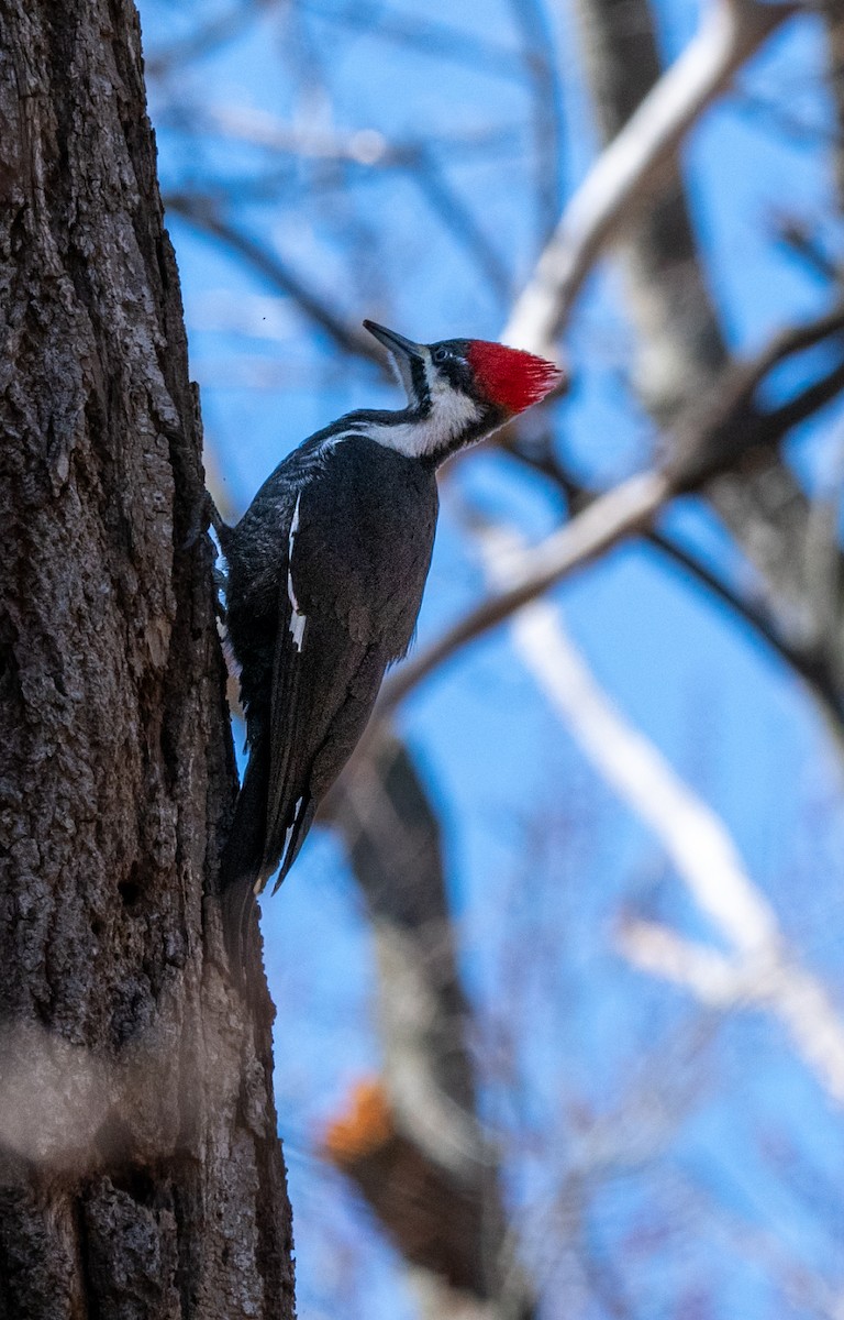 Pileated Woodpecker - ML552687851