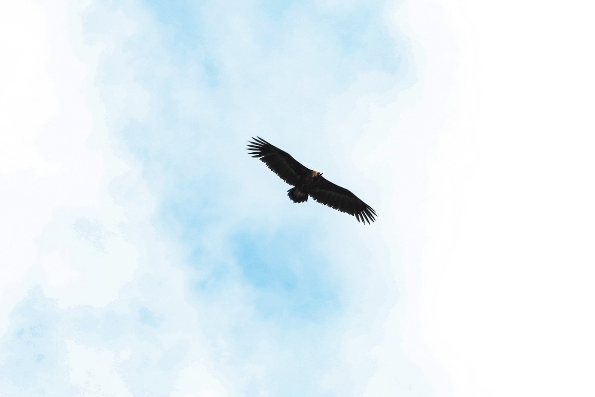 Cinereous Vulture - ML552689151