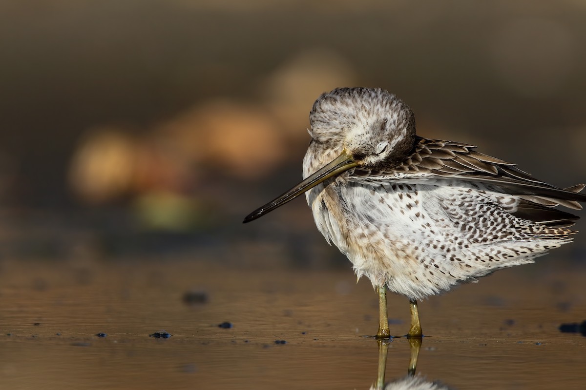 Long-billed Dowitcher - ML552690211