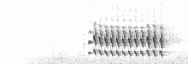  - White-winged Tapaculo