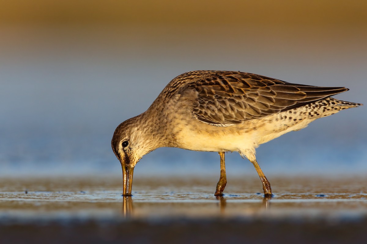 Long-billed Dowitcher - ML552695981