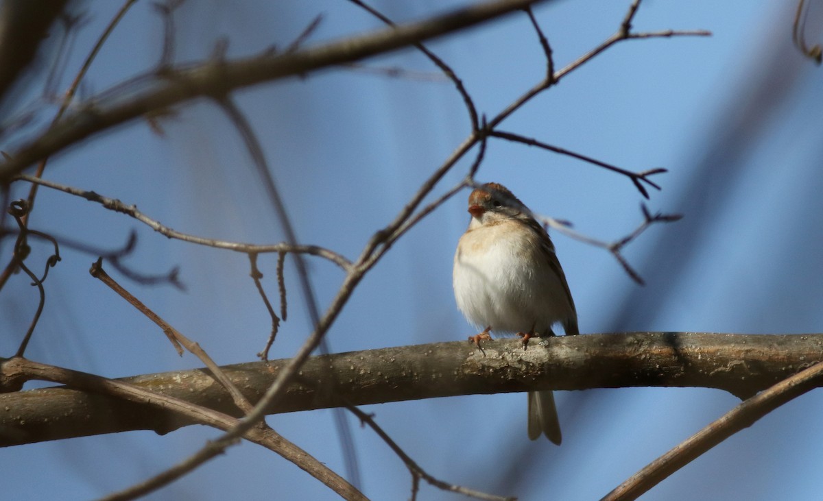 Field Sparrow - ML55269711