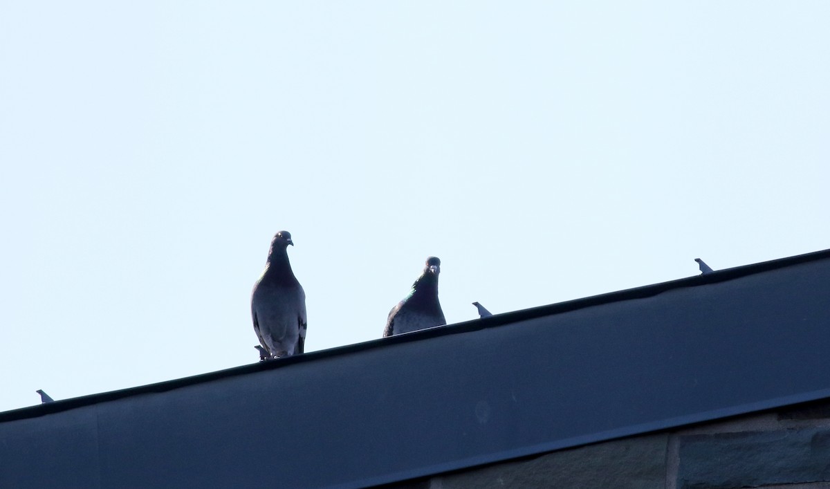 Rock Pigeon (Feral Pigeon) - ML55269731