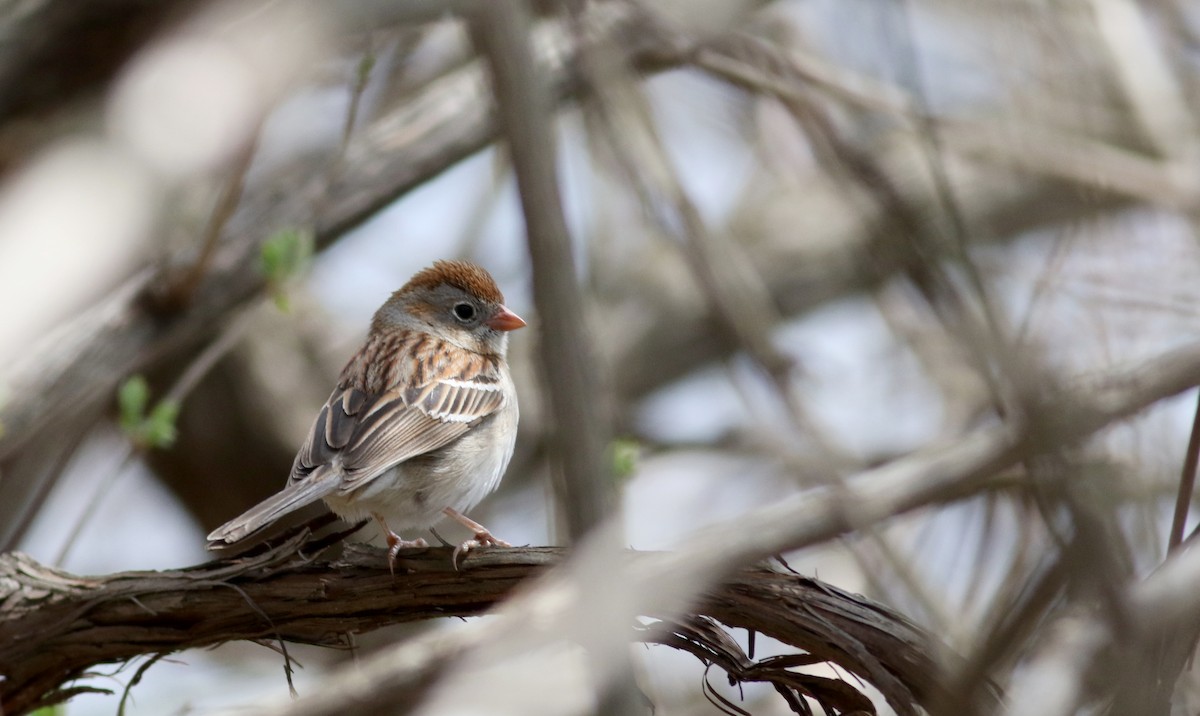 Field Sparrow - ML55269971