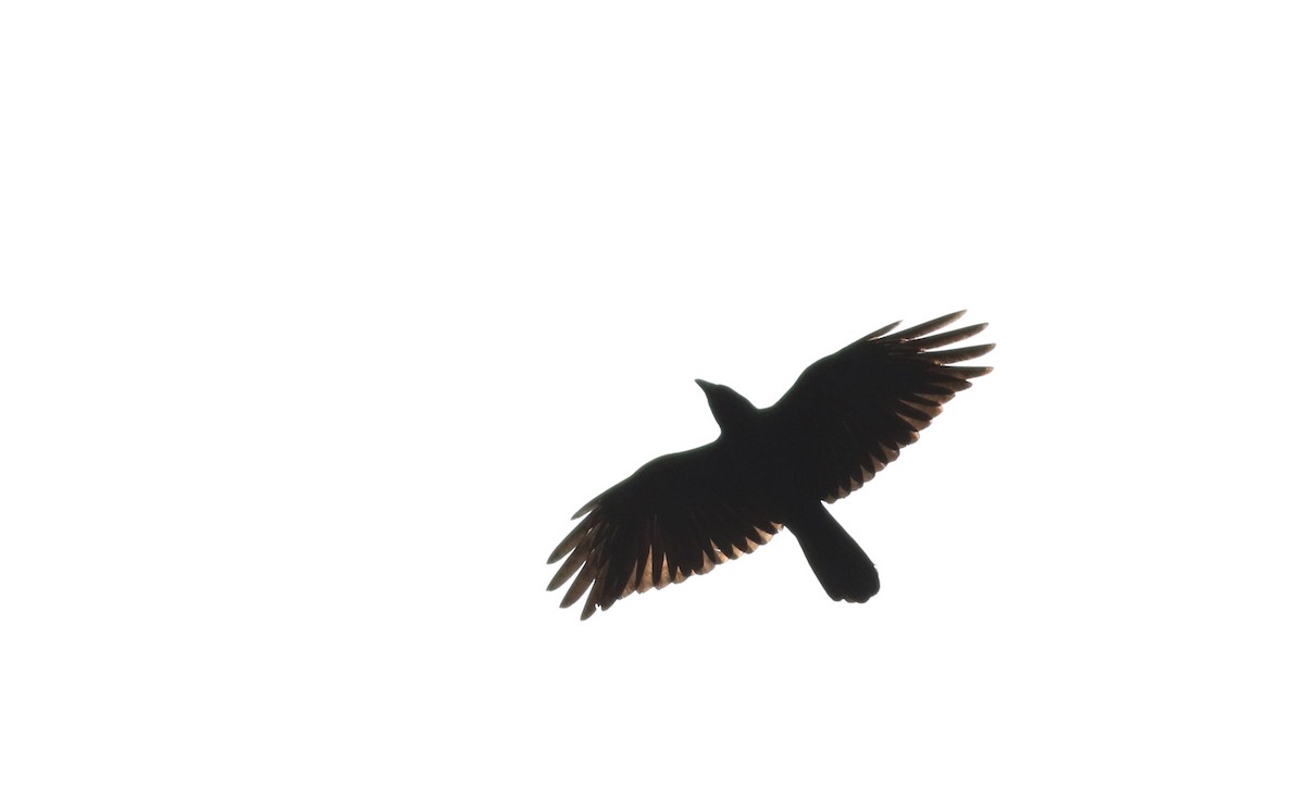 Fish Crow - ML55270001