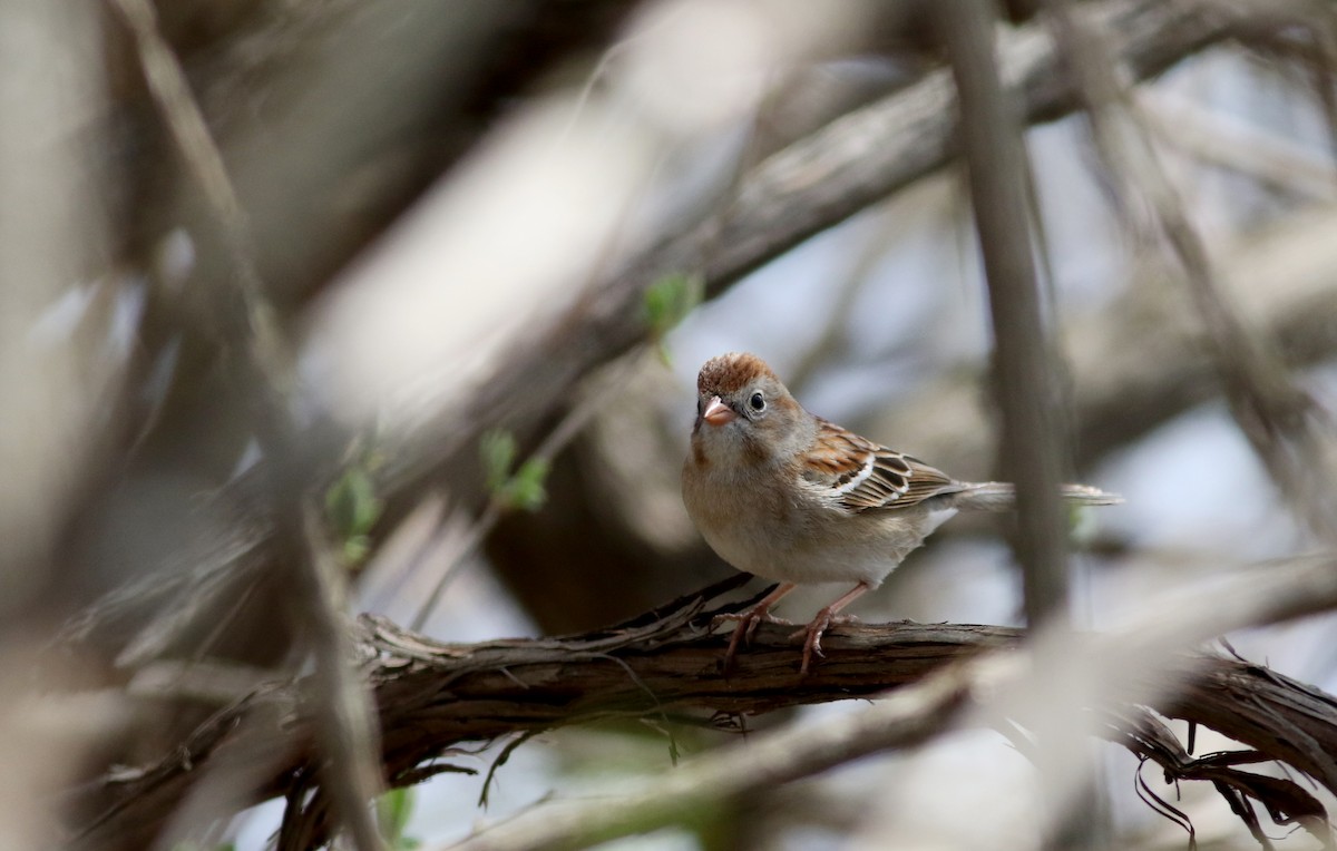 Field Sparrow - ML55270081