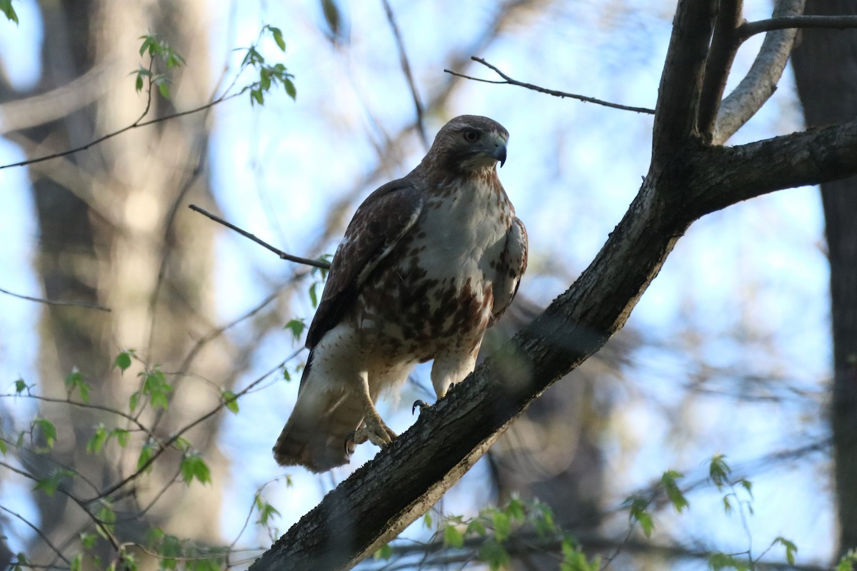 eBird Checklist 2 Apr 2023 Stumpy Lake Natural Area 45 species