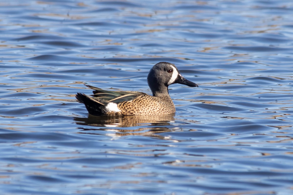 Blue-winged Teal - ML552704591