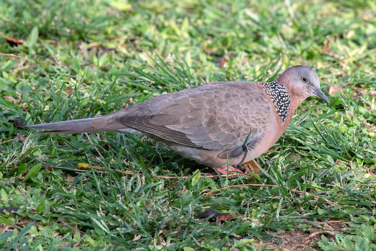 Spotted Dove - ML552704601