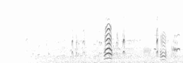  - Common Gull (European)