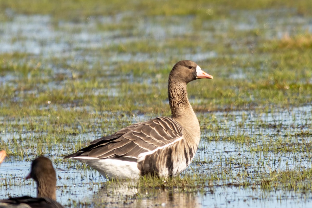 Greater White-fronted Goose - ML552705181