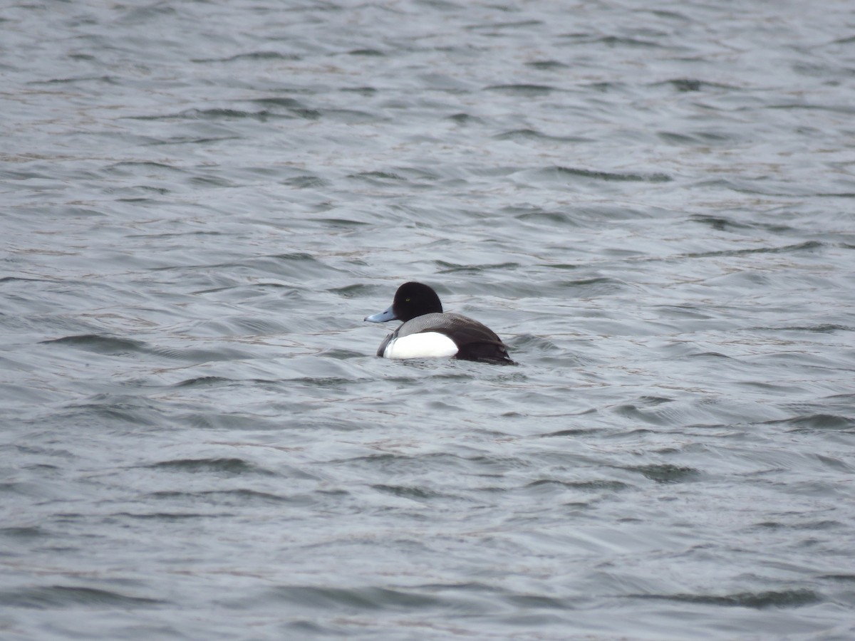 Greater Scaup - ML552709191