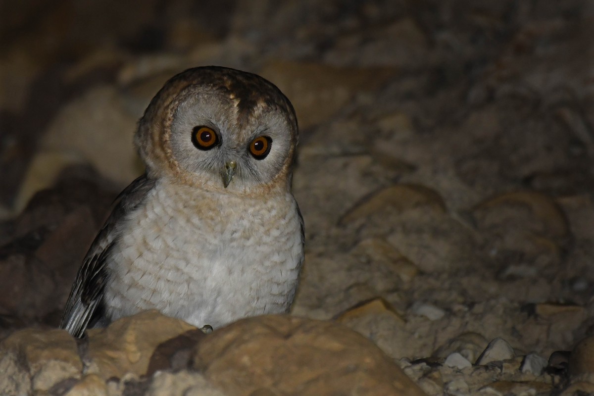 Desert Owl - Itamar Donitza