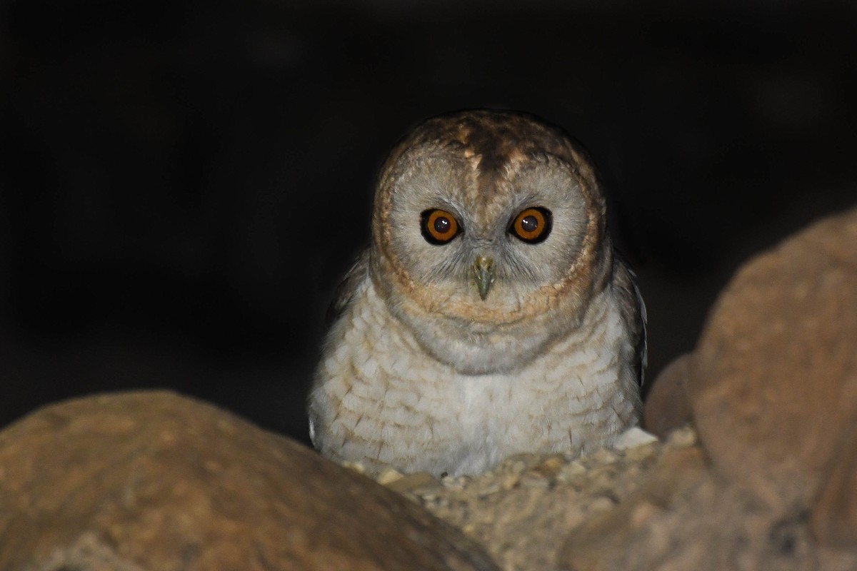 Desert Owl - Itamar Donitza