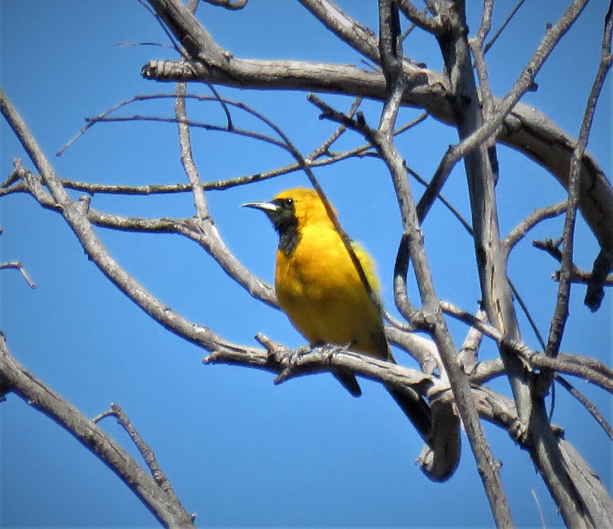 Hooded Oriole (nelsoni Group) - ML552711731