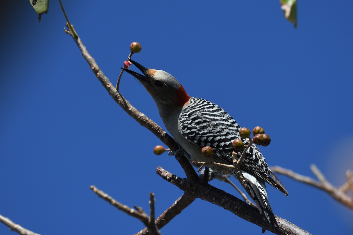 Red-bellied Woodpecker - ML552717231
