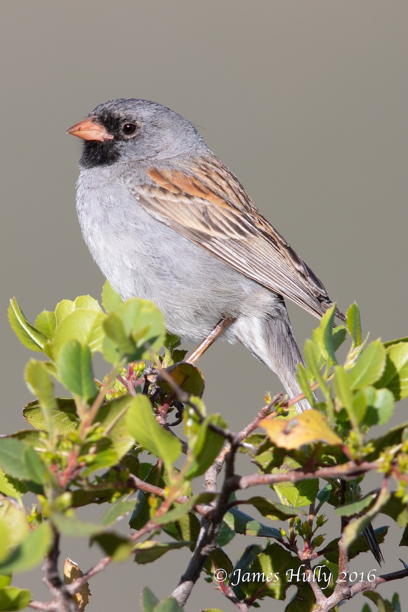 Black-chinned Sparrow - ML552721161