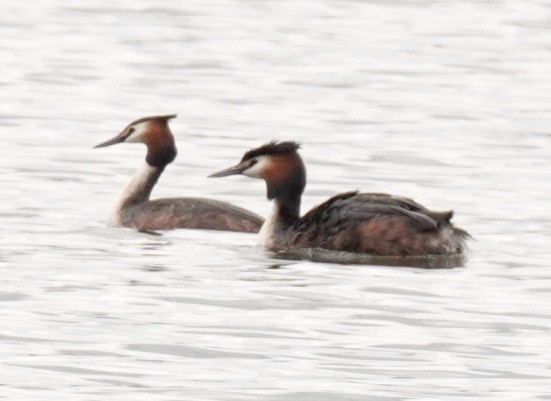 Great Crested Grebe - ML552726961