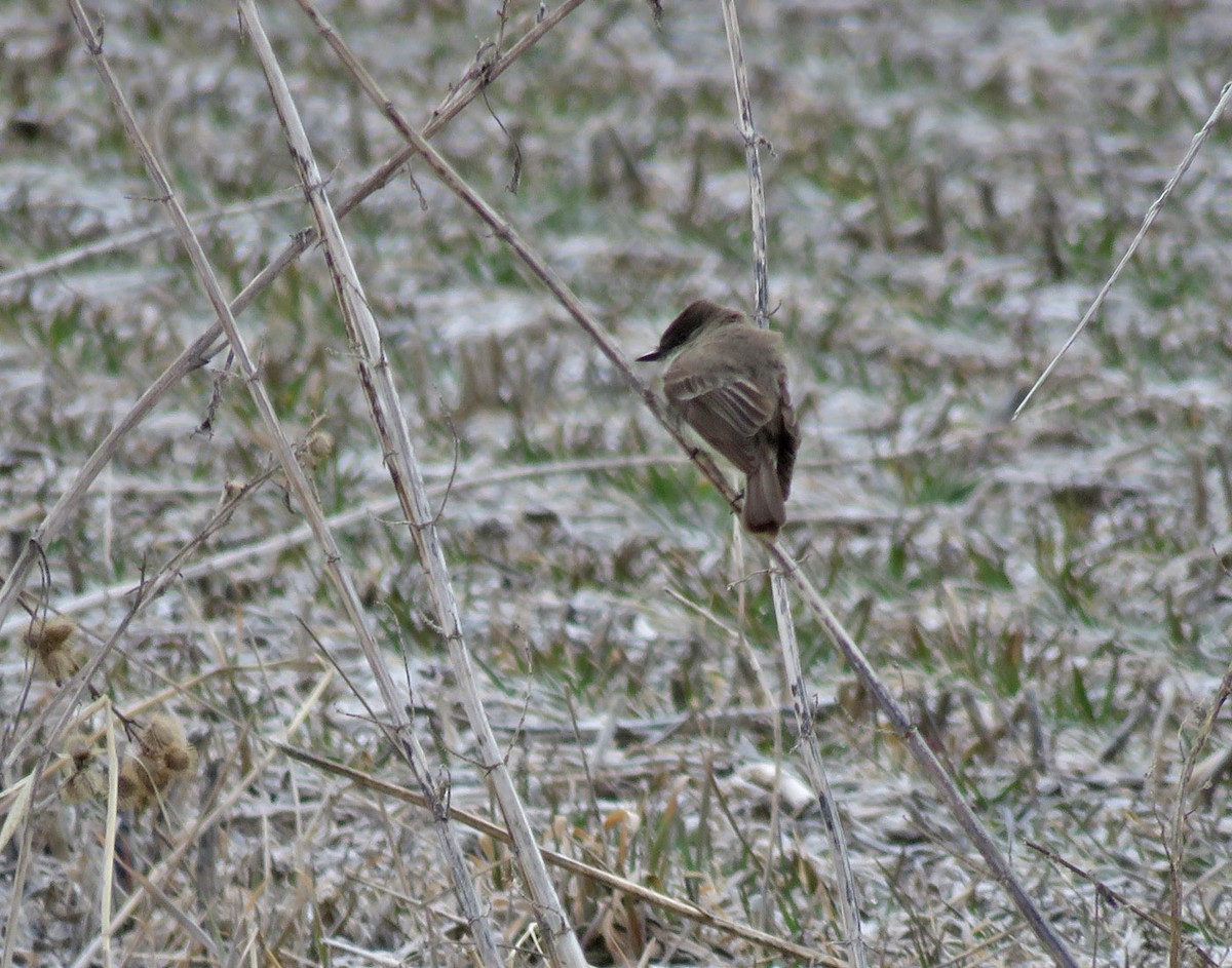 Wisconsin eBird Checklist - 2 Apr 2023 - Priem Rd. - 23 species