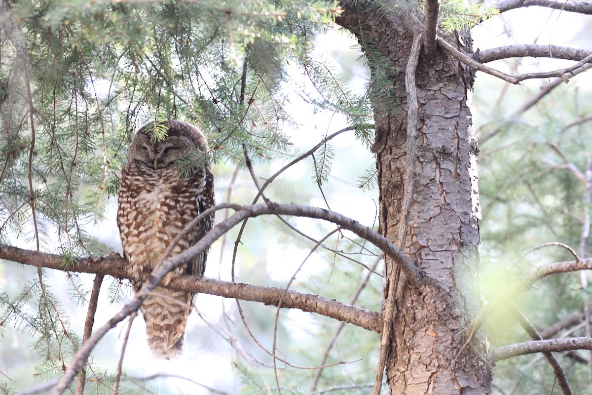 Spotted Owl - ML55273141