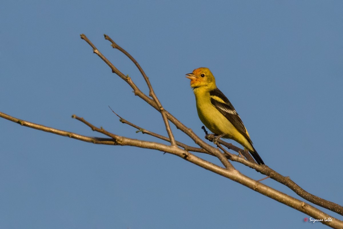 Western Tanager - ML55273541