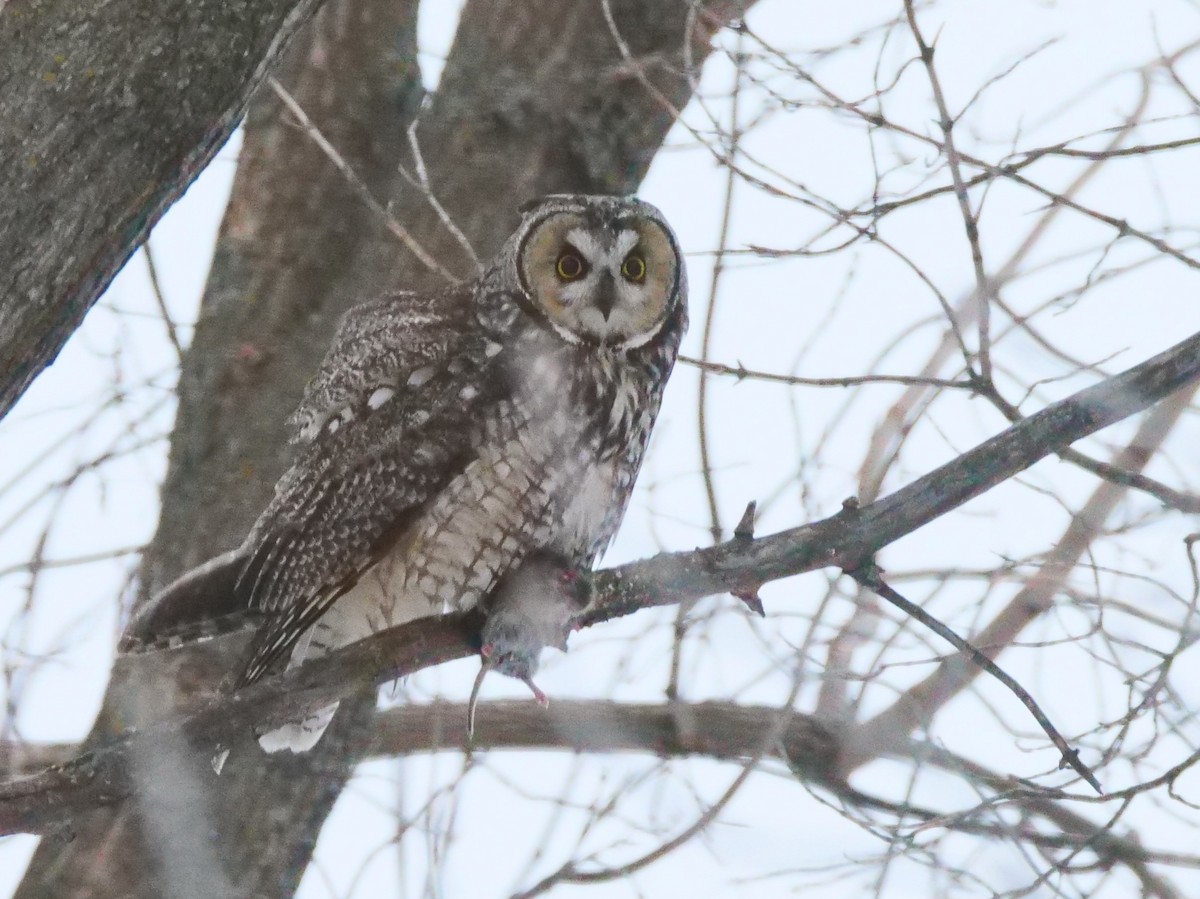 Long-eared Owl - ML552736281