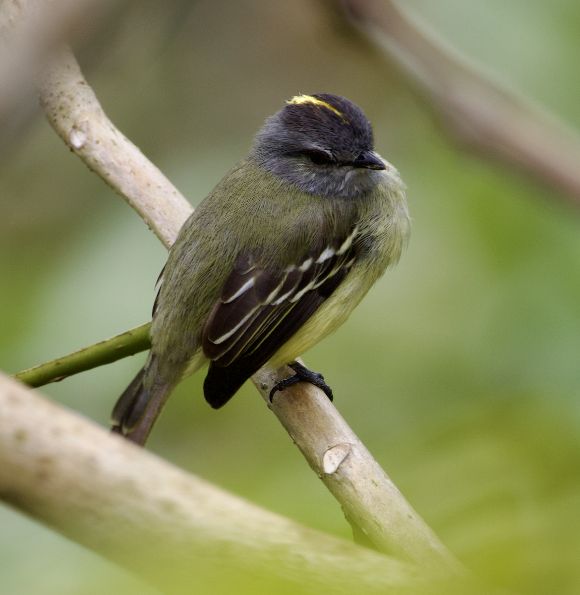 Yellow-crowned Tyrannulet - ML552736591
