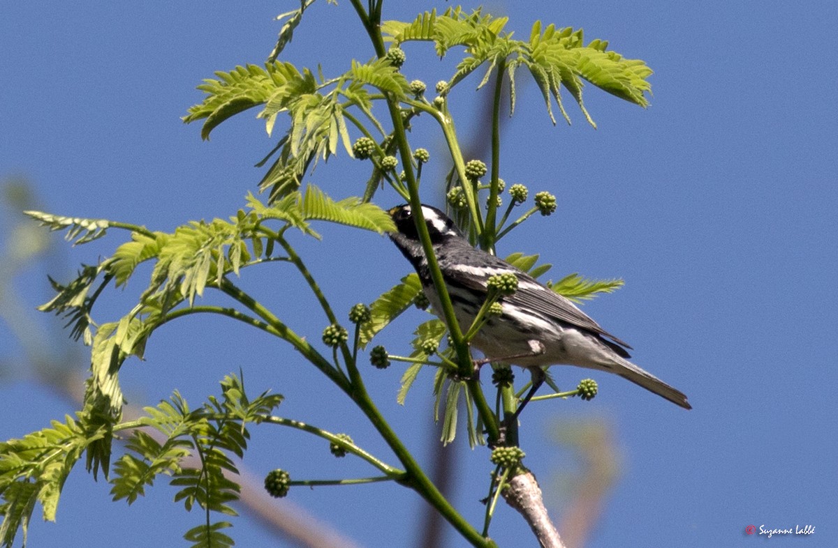 Black-throated Gray Warbler - ML55274111