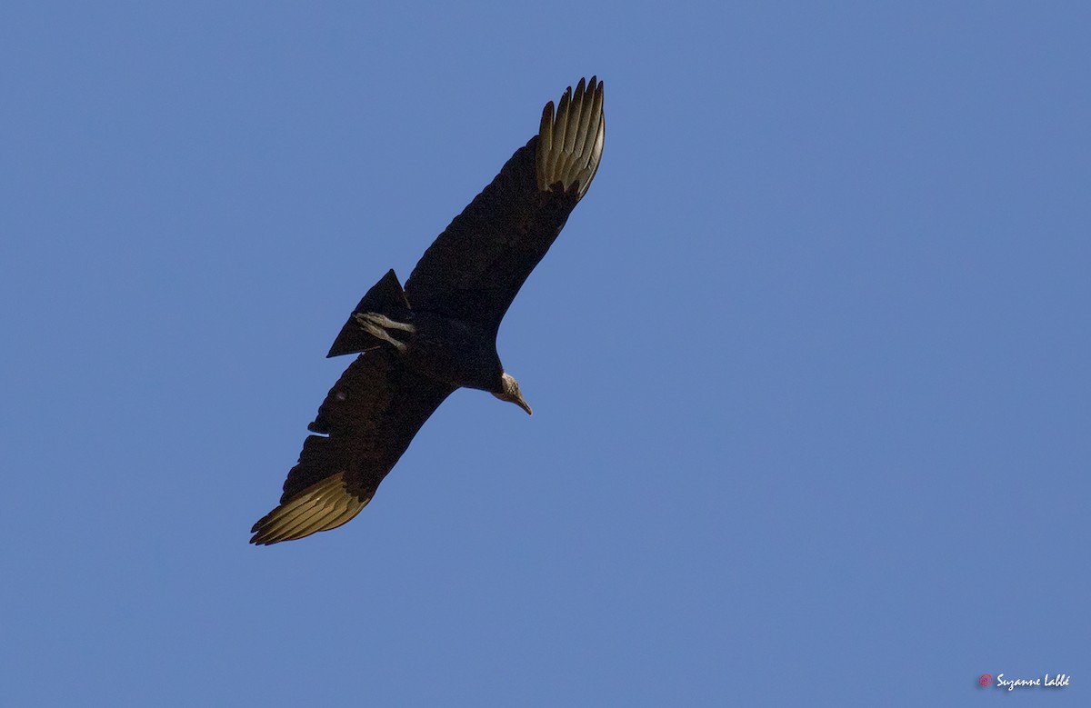 Black Vulture - ML55274411