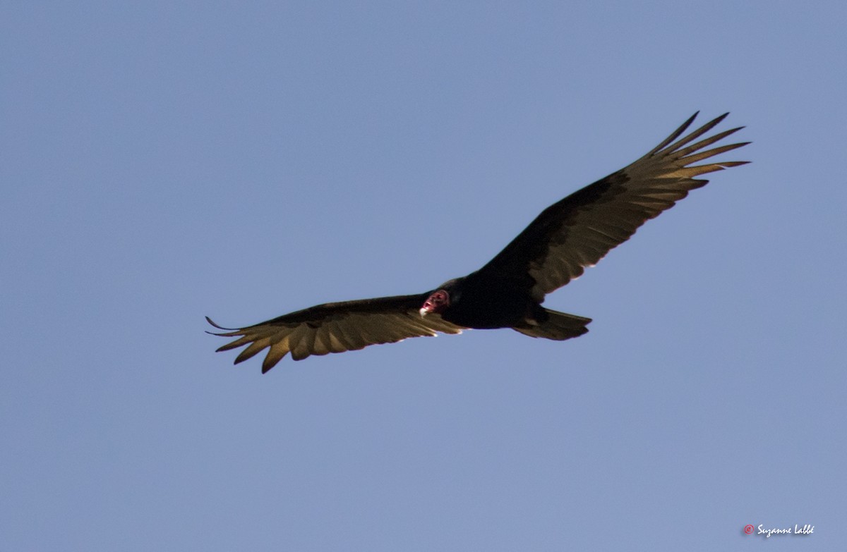 Turkey Vulture - ML55274461