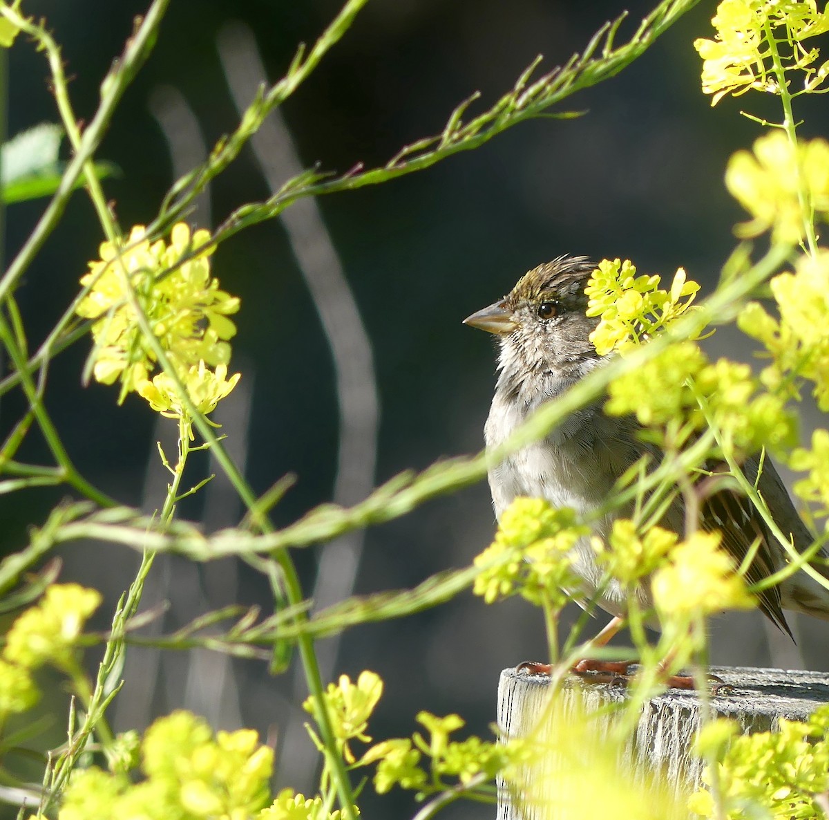 Golden-crowned Sparrow - ML552748601