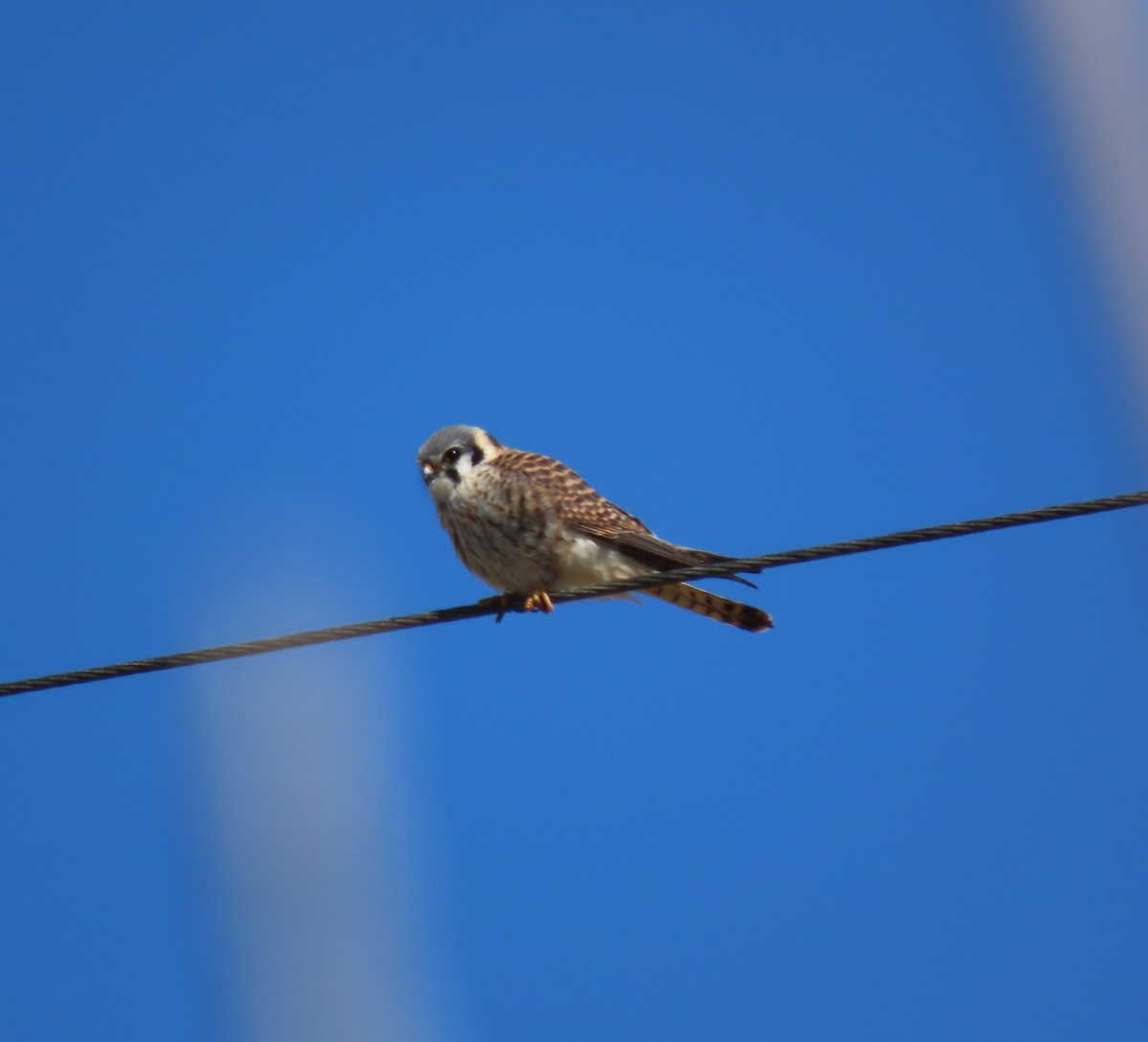 eBird Checklist 2 Apr 2023 Roy Rd, Wantage 8 species