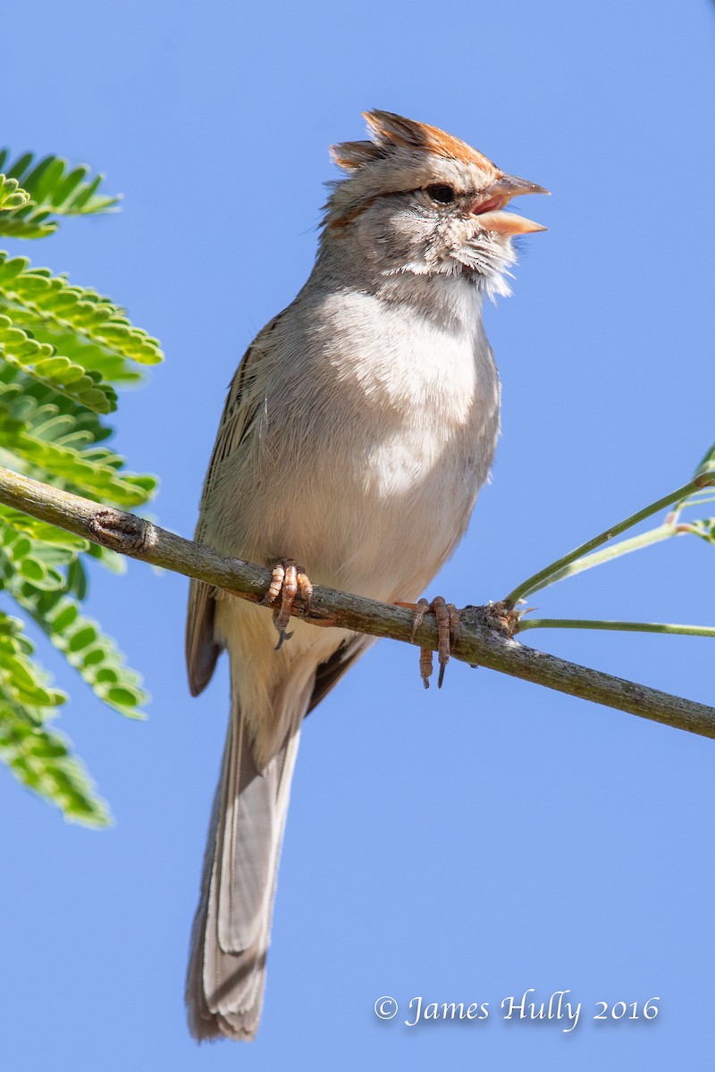 Rufous-winged Sparrow - ML552751061