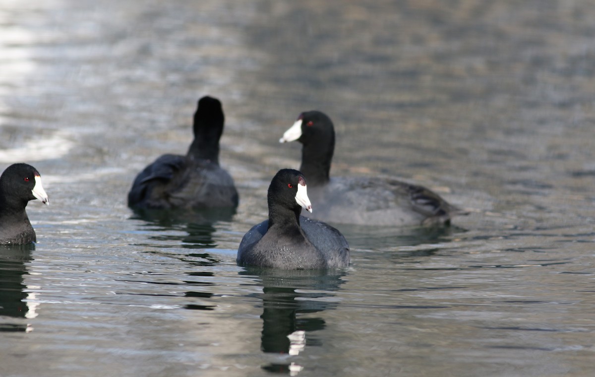 American Coot (Red-shielded) - Jay McGowan