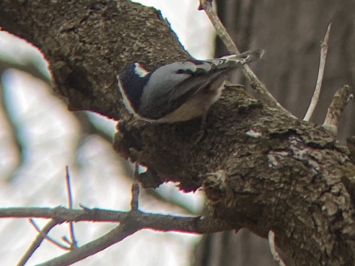 White-breasted Nuthatch - John  Thomton