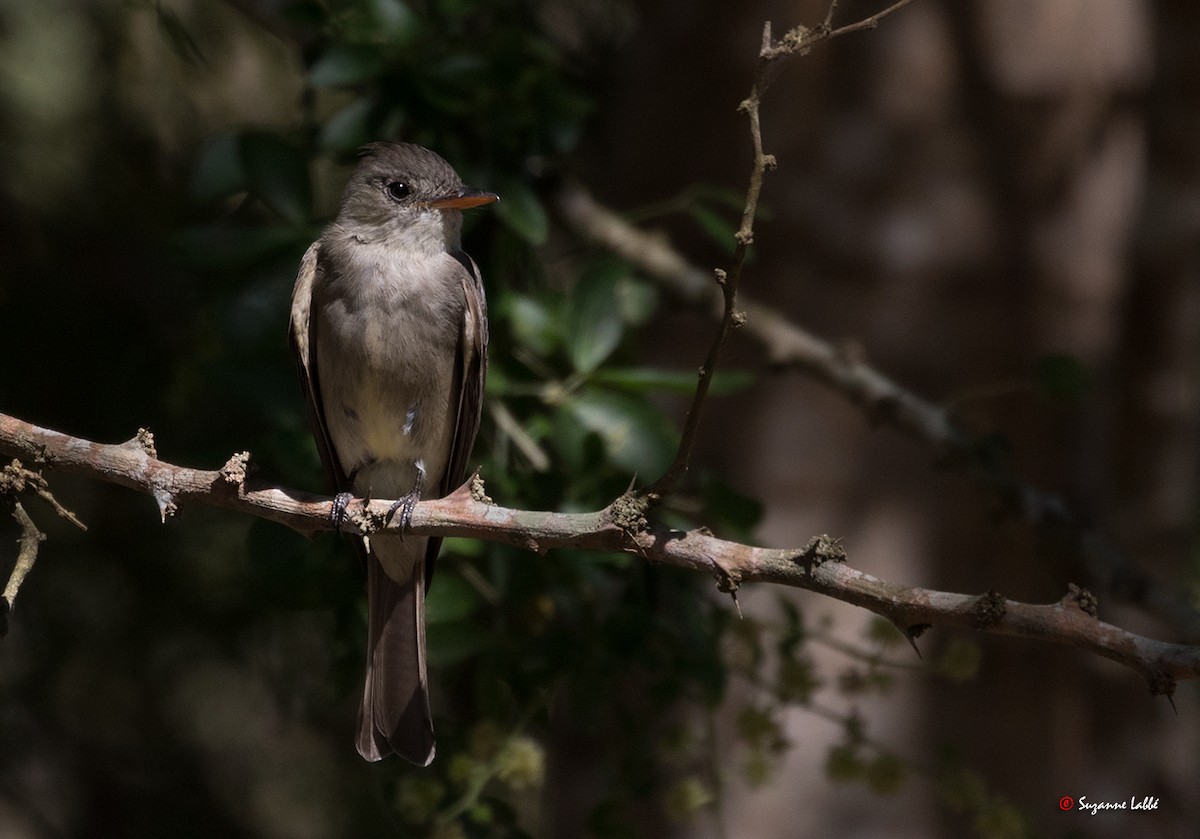 Greater Pewee - ML55275561