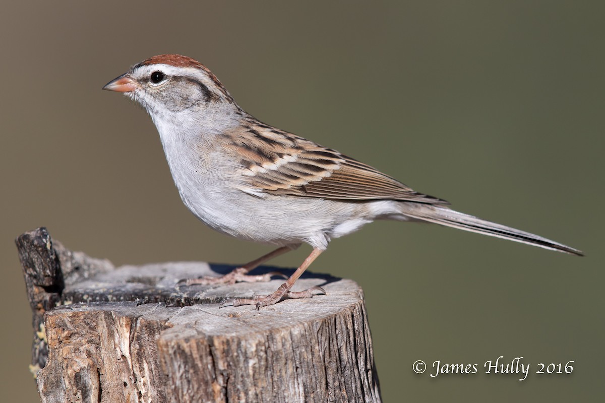 Chipping Sparrow - ML552760231