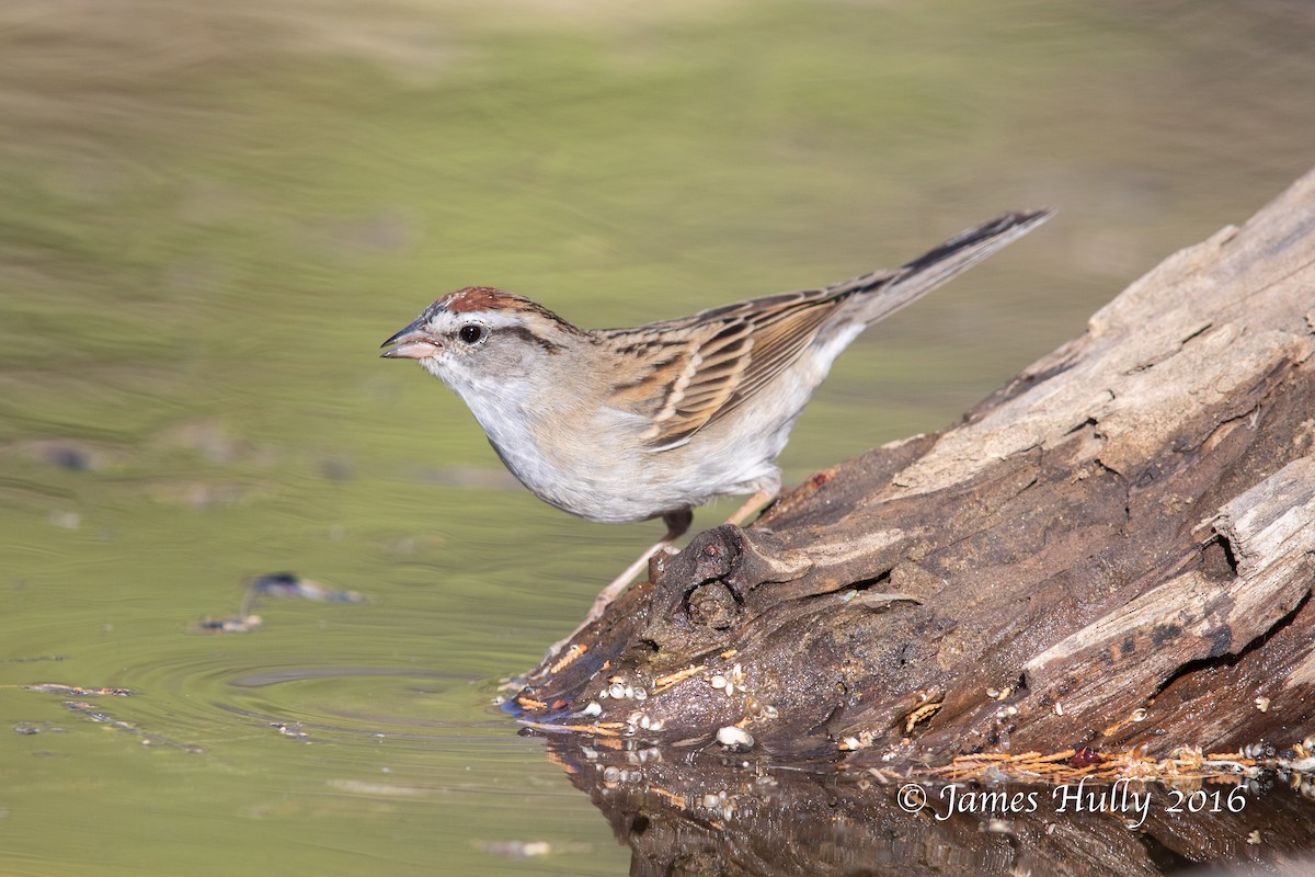 Chipping Sparrow - ML552760301