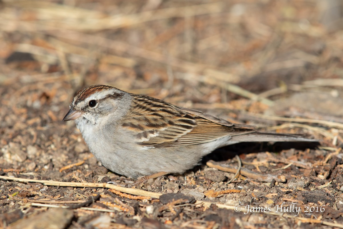 Chipping Sparrow - Jim Hully