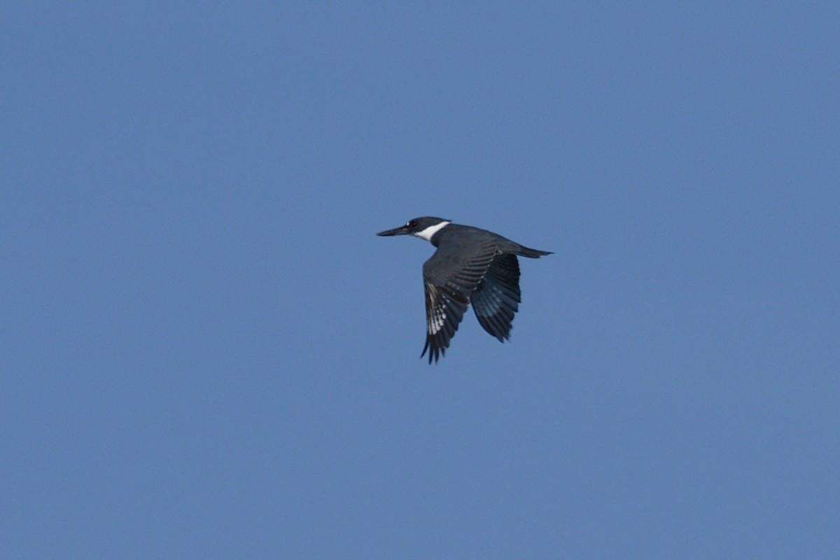 Belted Kingfisher - ML552760751