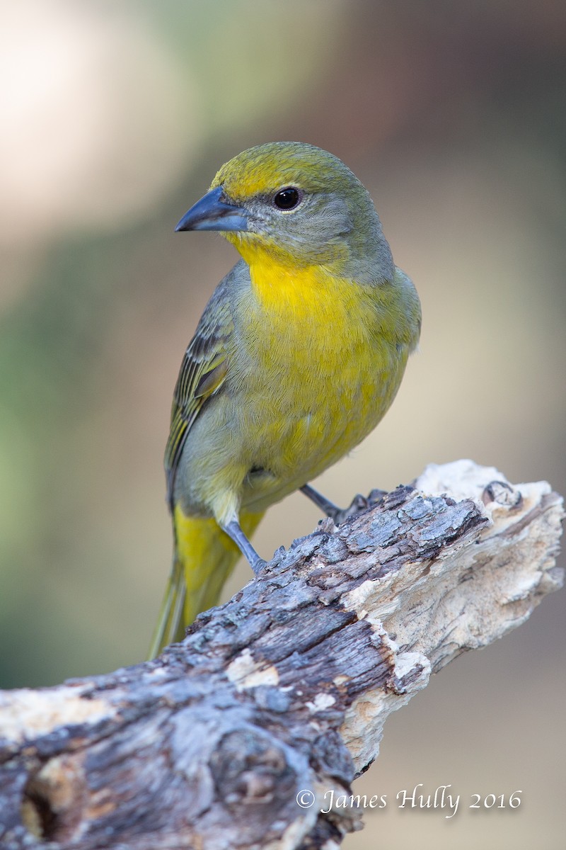 Hepatic Tanager - ML552761161