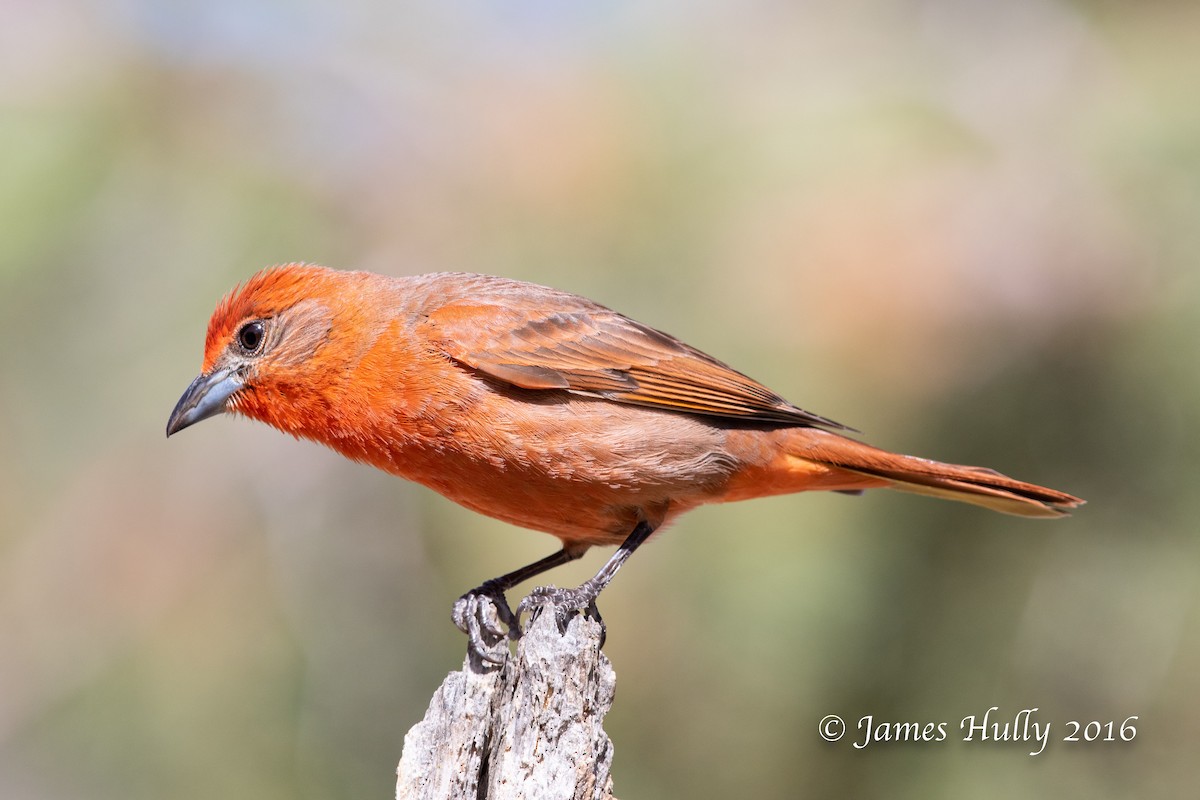 Hepatic Tanager - Jim Hully