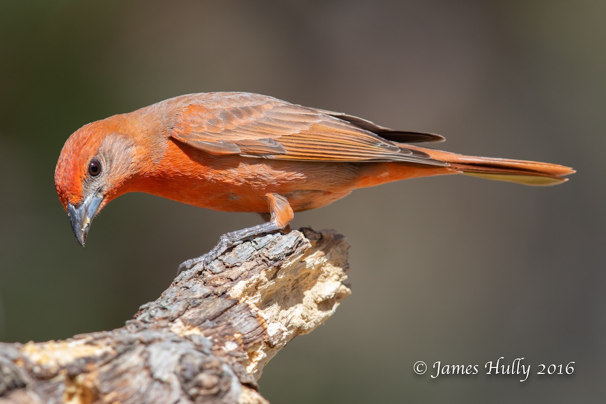 Hepatic Tanager - Jim Hully