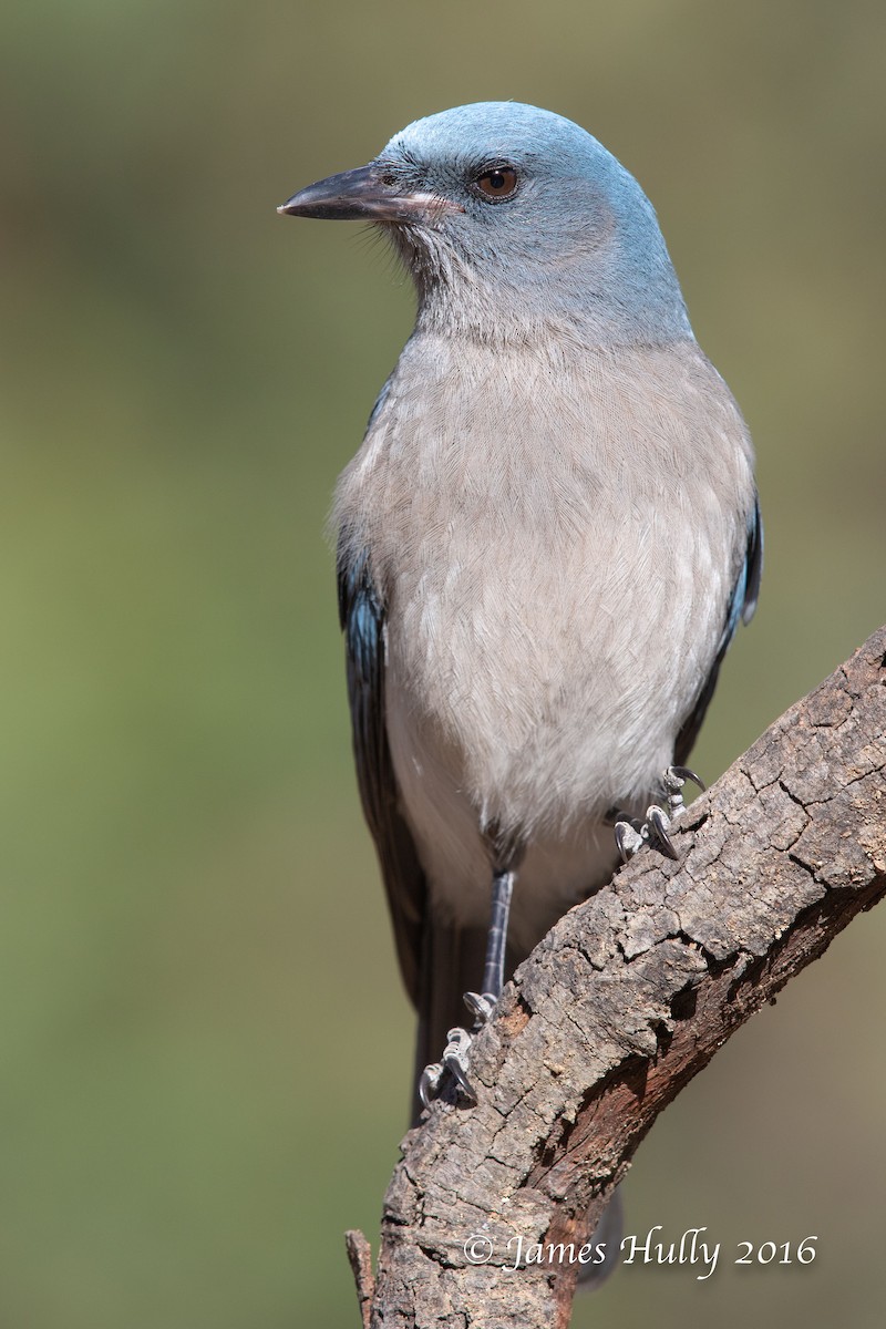 Mexican Jay - ML552761361