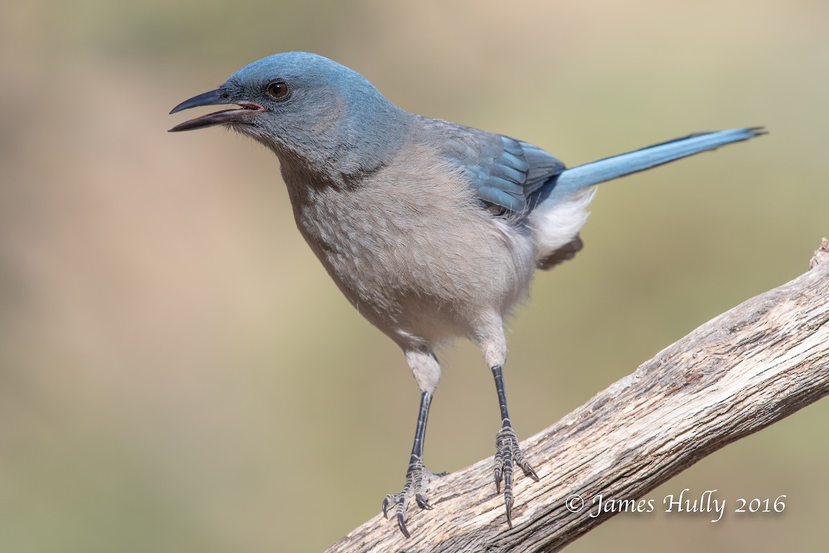 Mexican Jay - ML552761471