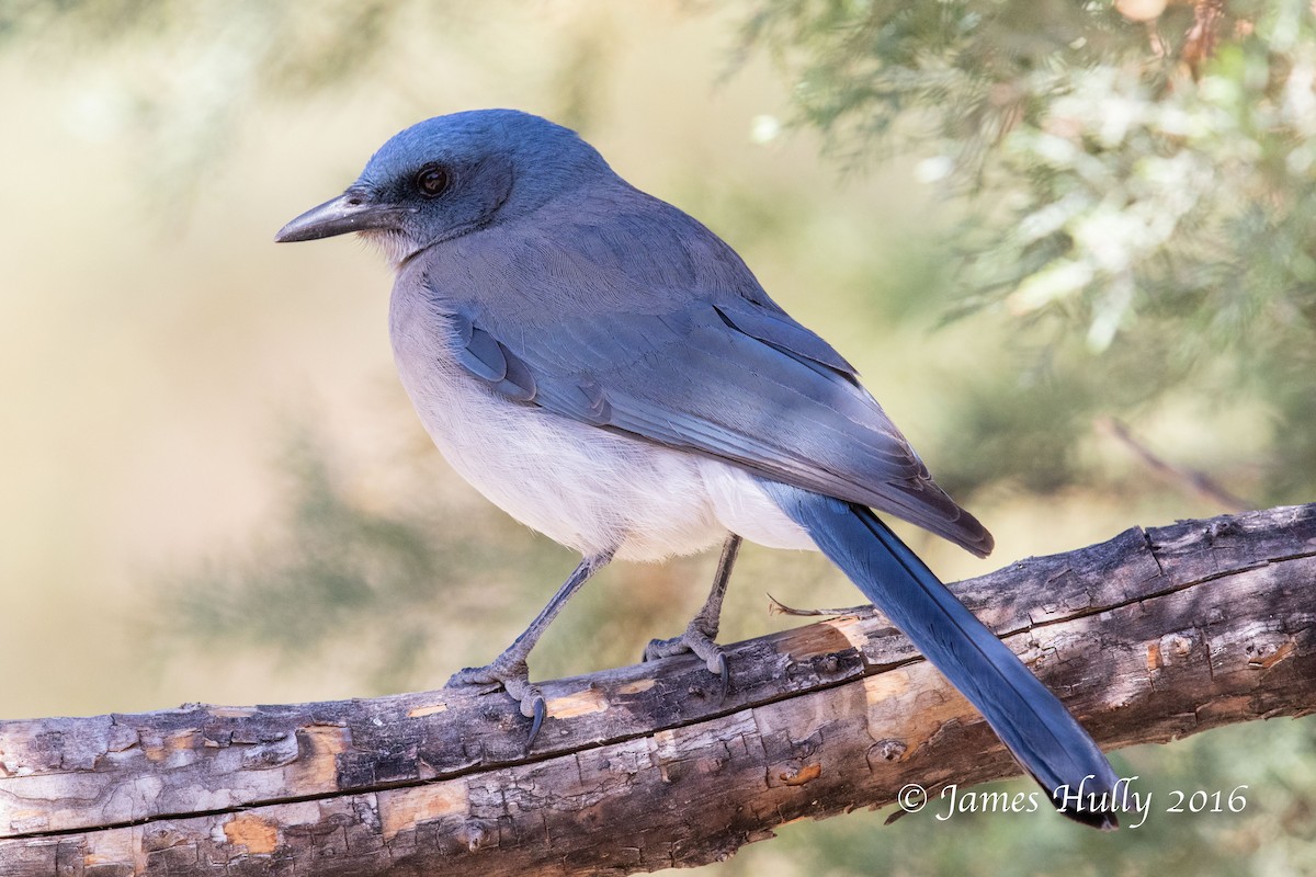 Mexican Jay - ML552761481