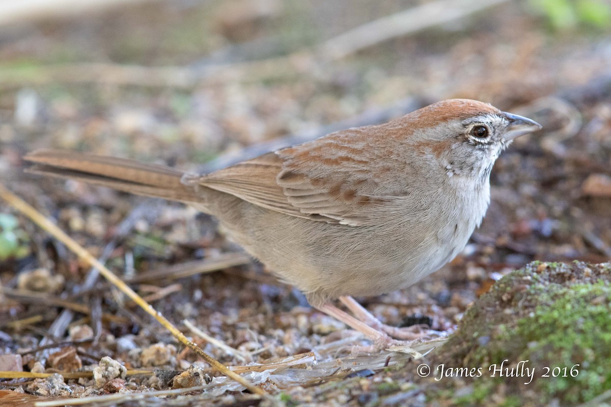 Rufous-crowned Sparrow - ML552761941